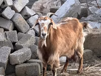 பெண் வெள்ளாடு, Nubian Goat — புகைப்படம் 1