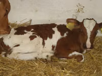 İribuynuzlu mal-qara (partiya, cinsi göstərilməyib), Simmental cattle — foto 1