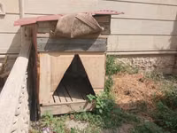 It həyətyanı sahə üçün böyük ölçülü it evi - Material: taxta karkas — 照片 3