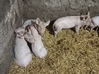 Säue, Schweine — Foto 1