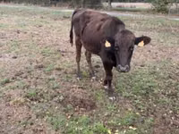 Vaca, Wagyu — foto 3