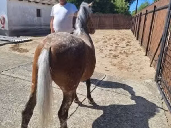 Jument, Chevaux