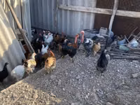 Chickens — 5-сурет