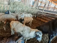Moutons (lot, sexe non indiqué), Hissar sheep — photo 4