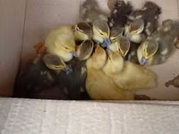Ducks — 写真 1