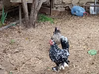 Chickens — الصورة 1