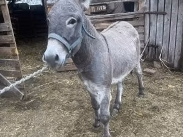 Koń, Konie