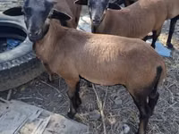 Qoʻchqor, Cameroon sheep — 1-rasm