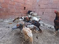 Chickens — Foto 1