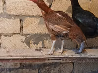 Chickens — foto 3