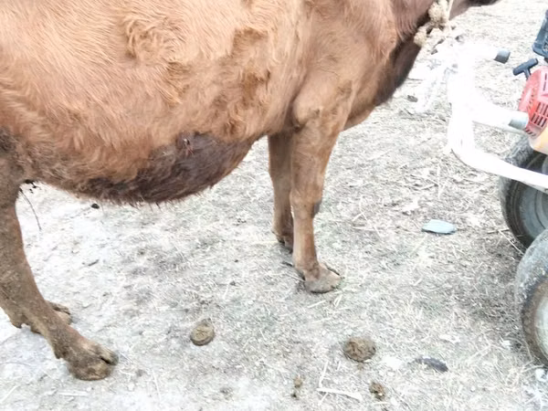 雌牛, 牛