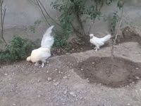 Japanisches Bantam — Foto 2