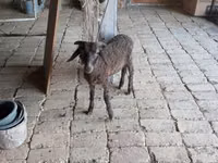 Qoç, Arabi sheep — foto 2