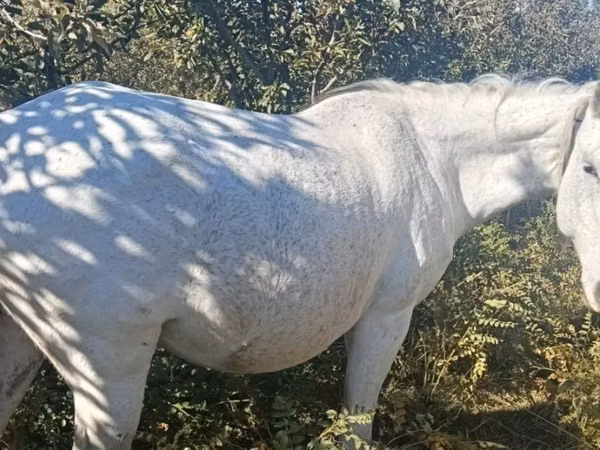 母马, Horses