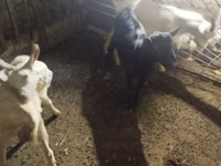 Ziegenbock, Ziegen — Foto 3