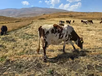 Կաթ, անարատ, կաթնամթերք — foto 4