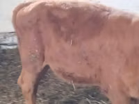 Vache, Vache limousine — photo 2