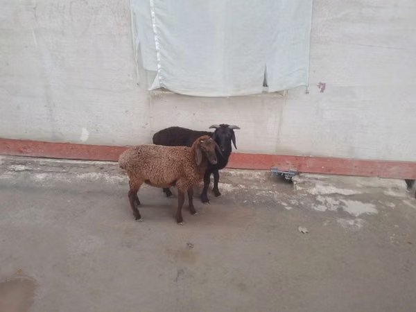 Ovejas (lote, sexo no especificado), Ovejas