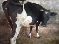Sigir, Russian Black pied cattle — 1-rasm