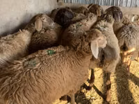نعجة, Arashan sheep — الصورة 7