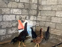 Chickens — Foto 1