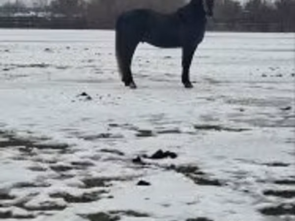 At, Lipizzaner