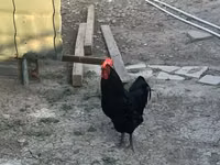 Chickens — foto 2