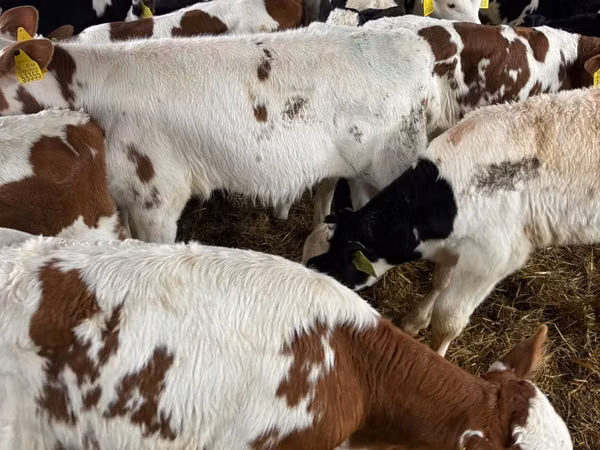 Bovins (lot, sexe non indiqué), Simmental cattle