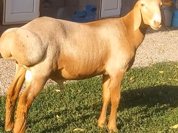 Qoç, Arashan sheep