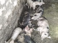 Eber, Schweine — Foto 5