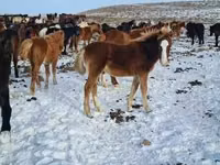 خيول (دفعة، الجنس غير محدد), الخيول — الصورة 2