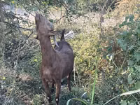 Koza, Saanen goat — zdjęcie 3
