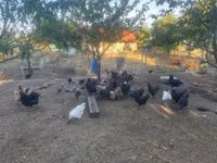 gallina danesa — foto 7