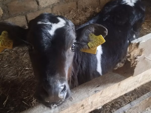 Býk, Russian Black pied cattle — Ázerbájdžán