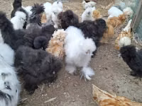 Danish hen — photo 4