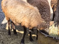 Owca, Owce — zdjęcie 1