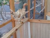 Chickens — الصورة 5