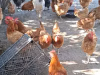 Chickens — foto 2