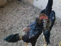 Gallinas Shamo — foto 1