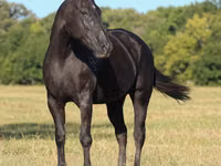 Бие, Quarter Horse — 4-сурет