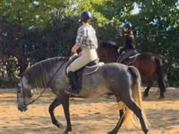 Aygır, Andalusian horse — foto 4
