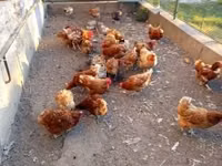 Chickens — Foto 2