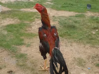 Chickens — الصورة 3