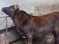 காளை, மாடுகள் — புகைப்படம் 1