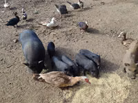 नर सूअर, सूअर — फ़ोटो 3