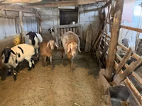 Sheep, Sheep — photo 6