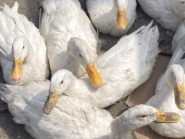Ducks — அசர்பைஜான்
