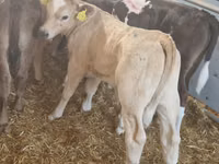 Sığır (parti, cinsiyet belirtilmedi), Simmental cattle — foto 1