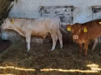 Toro, Simmental cattle — foto 4