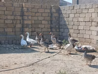 Geese — 写真 2